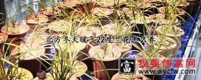 北方冬天暖气22度兰花怎么养