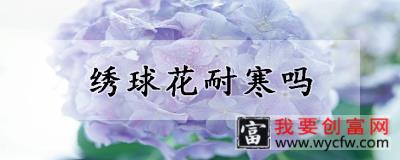 绣球花耐寒吗