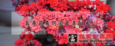 长寿花喜阴还是喜阳光