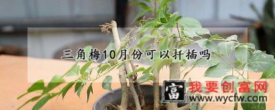 三角梅10月份可以扦插吗