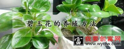 碧玉花的<a href=https://www.wycfw.com/e/tags/?tagid=63 target=_blank class=infotextkey><a href=https://www.wycfw.com/yangzhi/ target=_blank class=infotextkey>养殖</a></a>方法