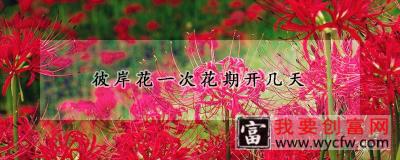 彼岸花一次花期开几天