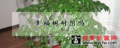 幸福树耐阴吗