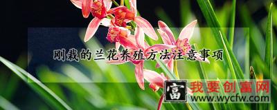 刚栽的兰花<a href=https://www.wycfw.com/e/tags/?tagid=63 target=_blank class=infotextkey><a href=https://www.wycfw.com/yangzhi/ target=_blank class=infotextkey>养殖</a></a>方法注意事项