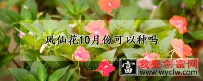 凤仙花10月份可以种吗