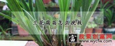 兰花腐苗怎么挽救