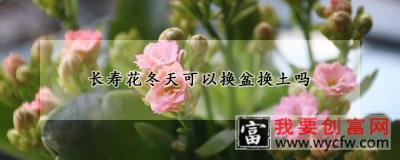 长寿花冬天可以换盆换土吗