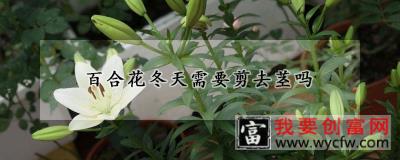 百合花冬天需要剪去茎吗