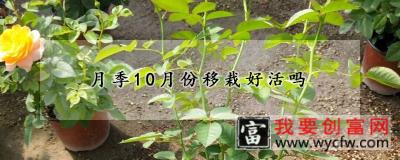 月季10月份移栽好活吗