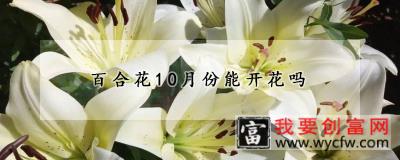 百合花10月份能开花吗