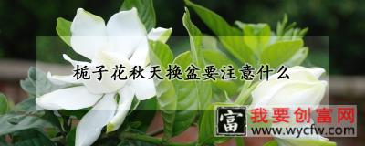 栀子花秋天换盆要注意什么