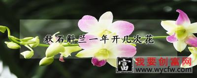 秋石斛兰一年开几次花