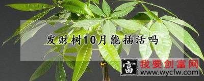 发财树10月能插活吗