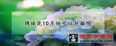 绣球花10月份可以扦插吗