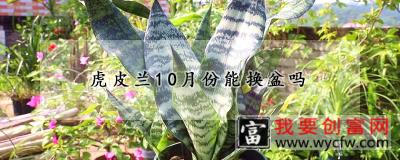 虎皮兰10月份能换盆吗