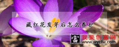 藏红花发芽后怎么养护