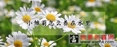 小雏菊怎么养在水里