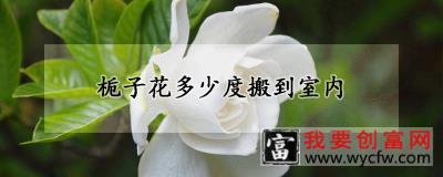 栀子花多少度搬到室内