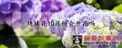 绣球花10月份会开花吗