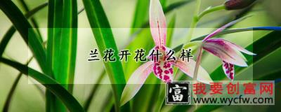 兰花开花什么样