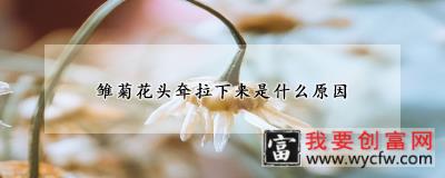 雏菊花头耷拉下来是什么原因