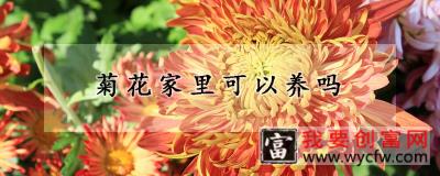 菊花家里可以养吗