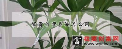 富贵竹营养液怎么用