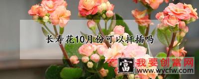 长寿花10月份可以扦插吗