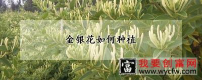 金银花如何种植