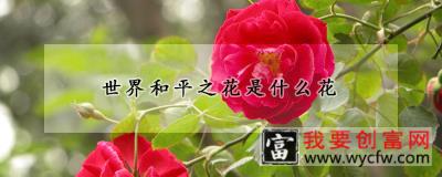 世界和平之花是什么花