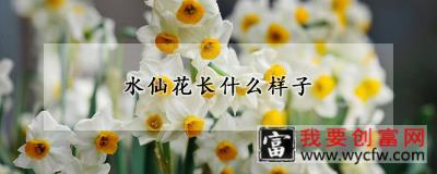 水仙花长什么样子