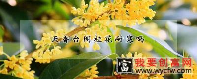 天香台阁桂花耐寒吗