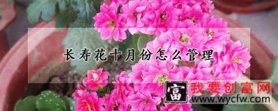 长寿花十月份怎么管理