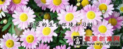 菊花的生长环境和习性