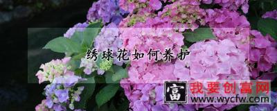 绣球花如何养护