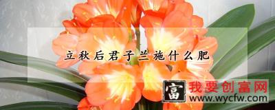 立秋后君子兰施什么肥