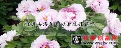 10月去洛阳可以看牡丹花吗