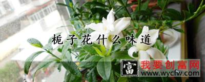 栀子花什么味道