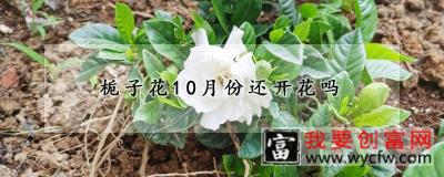 栀子花10月份还开花吗