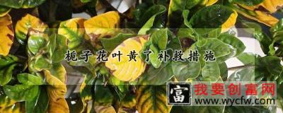 栀子花叶黄了补救措施