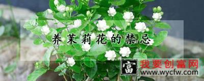 养茉莉花的禁忌