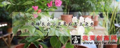 三角梅长出小花苞后怎么浇水