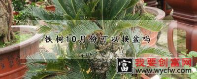 铁树10月份可以换盆吗