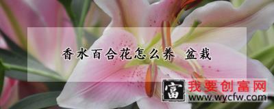 香水百合花怎么养 盆栽