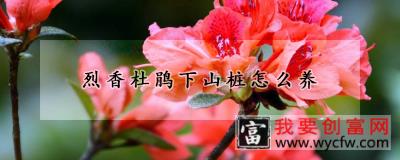 烈香杜鹃下山桩怎么养