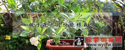 栀子花十月份能移栽吗