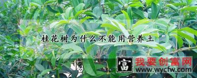 桂花树为什么不能用营养土