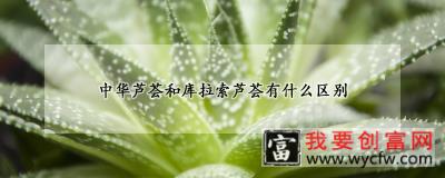 中华芦荟和库拉索芦荟有什么区别