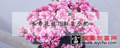 长寿花放几粒复合肥