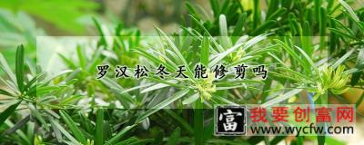 罗汉松冬天能修剪吗